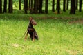 Doberman, brown color, with a chain around his neck and with a leash, sits on green grass and looks away