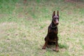 Doberman, brown color, with a chain around his neck, sits in a clearing