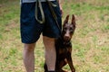 Doberman brown color, on a leash, sitting on the ground next to the owner