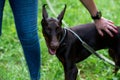 Doberman brown color strokes the hostess on the back, against the background of green grass