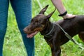 Doberman brown color strokes the hostess on the back, against the background of green grass