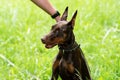 Doberman brown color strokes the hostess on the head, against the background of green grass