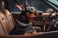 Doberman in a car without a roof, a dog in glasses behind the wheel, trips with animals, trips with dogs. Generative AI Royalty Free Stock Photo