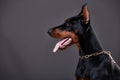 Doberman on a dark background in studio Royalty Free Stock Photo