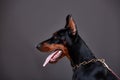 Doberman on a dark background in studio Royalty Free Stock Photo