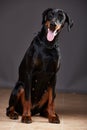 Doberman on a dark background in studio Royalty Free Stock Photo