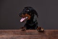 Doberman on a dark background in studio Royalty Free Stock Photo