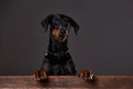 Doberman on a dark background in studio Royalty Free Stock Photo