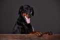Doberman on a dark background in studio Royalty Free Stock Photo