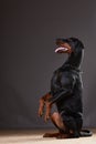 Doberman on a dark background in studio Royalty Free Stock Photo
