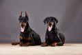 Doberman on a dark background in studio Royalty Free Stock Photo