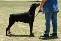 Doberman dog Royalty Free Stock Photo