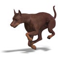 Doberman Dog. 3D rendering with clipping path and