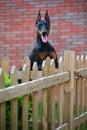 Doberman dog Royalty Free Stock Photo