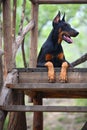 Doberman dog Royalty Free Stock Photo