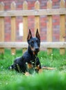 Doberman dog Royalty Free Stock Photo