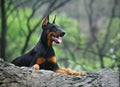 Doberman dog Royalty Free Stock Photo