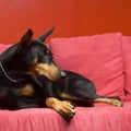 Doberman dog