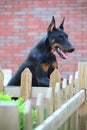 Doberman dog Royalty Free Stock Photo