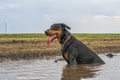 Doberman dog bathes in a dirty puddle on a dirt road