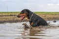 Doberman dog bathes in a dirty puddle on a dirt road