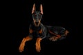 Doberman Dog with catting ears on isolated Black background Royalty Free Stock Photo