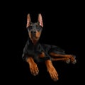 Doberman Dog with catting ears on isolated Black background Royalty Free Stock Photo
