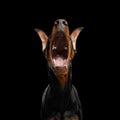 Doberman Dog with catting ears on isolated Black background Royalty Free Stock Photo