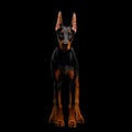 Doberman Dog with catting ears on isolated Black background Royalty Free Stock Photo