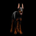 Doberman Dog with catting ears on isolated Black background Royalty Free Stock Photo