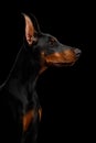 Doberman Dog with catting ears on isolated Black background