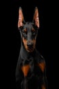 Doberman Dog with catting ears on isolated Black background Royalty Free Stock Photo