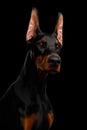 Doberman Dog with catting ears on isolated Black background Royalty Free Stock Photo