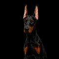 Doberman Dog with catting ears on isolated Black background Royalty Free Stock Photo