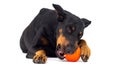 Doberman dog chews on a ball Royalty Free Stock Photo