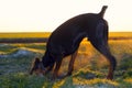 Doberman dog digs hard soil in search of a rodent or ground squirrel, in a green field of winter wheat in late autumn, early in