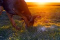 Doberman dog digs hard soil in search of a rodent or ground squirrel, in a green field of winter wheat in late autumn, early in