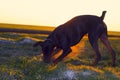 Doberman dog digs hard soil in search of a rodent or ground squirrel, in a green field of winter wheat in late autumn, early in