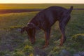 Doberman dog digs hard soil in search of a rodent or ground squirrel, in a green field of winter wheat in late autumn, early in