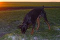 Doberman dog digs hard soil in search of a rodent or ground squirrel, in a green field of winter wheat in late autumn, early in