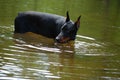 Doberman Dog Drinks From River Summer Spring Nature Dog