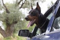 Doberman dog guard the car Royalty Free Stock Photo