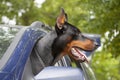 Doberman dog guard the car Royalty Free Stock Photo