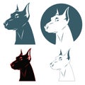 Doberman dog head Royalty Free Stock Photo