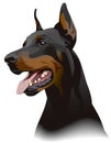 Doberman dog. Illustration Royalty Free Stock Photo