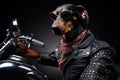 A Doberman dog in a leather jacket and black glasses sits on a bike close-up