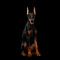 Doberman Dog with catting ears on isolated Black background Royalty Free Stock Photo