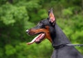 Doberman dog profile Royalty Free Stock Photo