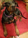 Doberman dog puppy bed vet Royalty Free Stock Photo