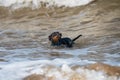 Doberman dog puppy swims in dirty water during a flood